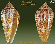 Conus armadillo httpsuploadwikimediaorgwikipediacommonsthu