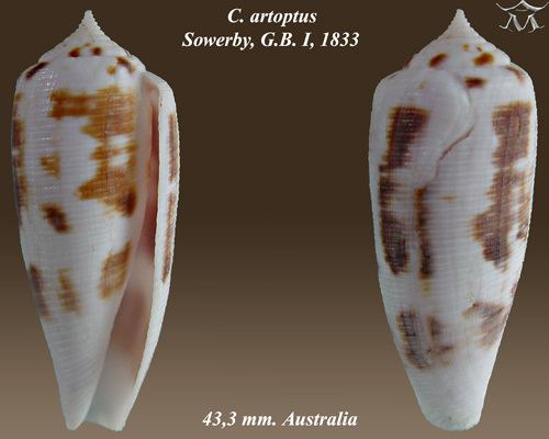 Conus artoptus