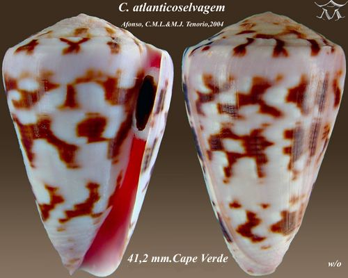 Conus atlanticoselvagem