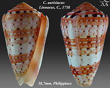 Conus aurisiacus httpsuploadwikimediaorgwikipediacommonsthu