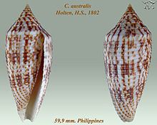 Conus australis httpsuploadwikimediaorgwikipediacommonsthu