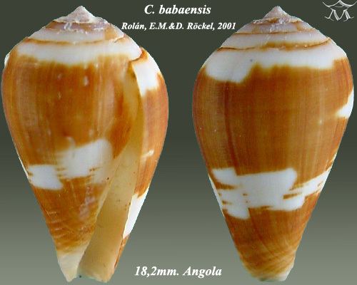 Conus babaensis