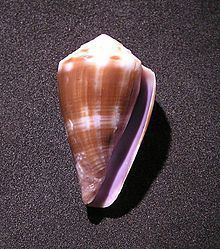 Conus balteatus httpsuploadwikimediaorgwikipediacommonsthu
