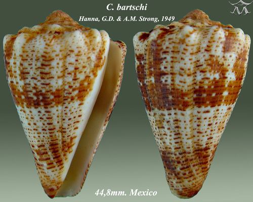 Conus bartschi