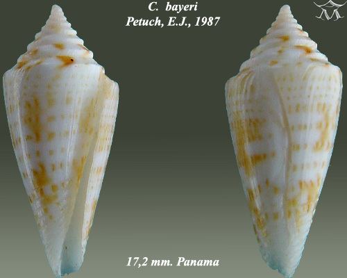 Conus bayeri