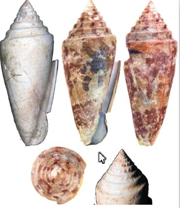 Conus bellacoensis