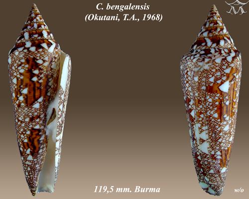 Conus bengalensis uploadwikimediaorgwikipediacommonscc9Conus