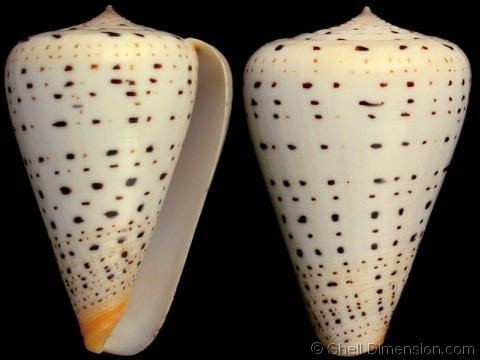 Conus betulinus Dendroconus betulinus lacteus var