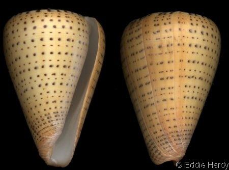 Conus betulinus Dendroconus betulinus