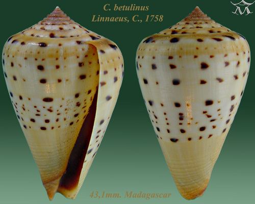 Conus betulinus Conus betulinus Linnaeus 1758 Checklist View