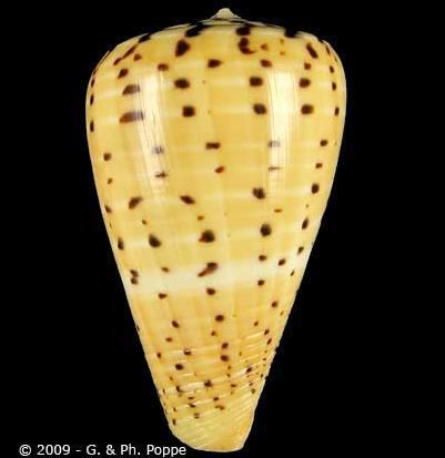 Conus betulinus Dendroconus betulinus
