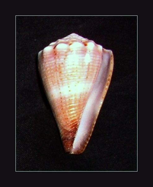 Conus biliosus