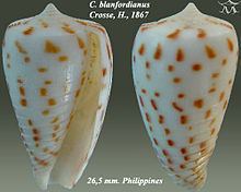 Conus blanfordianus httpsuploadwikimediaorgwikipediacommonsthu