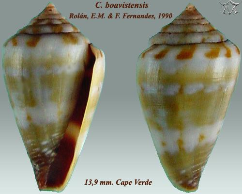 Conus boavistensis