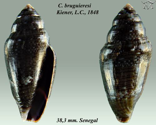 Conus bruguieri