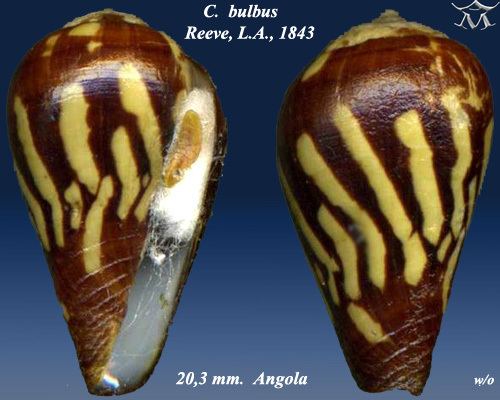 Conus bulbus