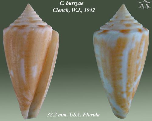 Conus burryae