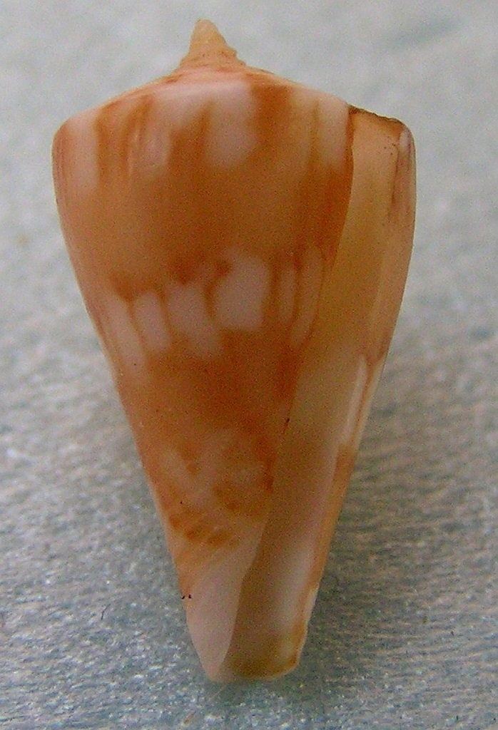 Conus capitanellus