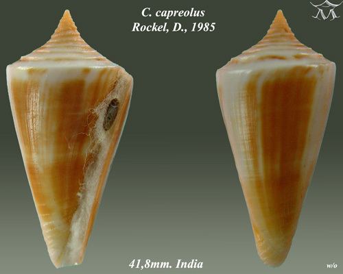 Conus capreolus