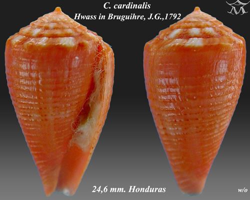 Conus cardinalis