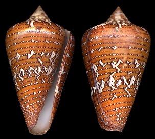 Conus cedonulli Conus cedonulli Linnaeus 1767