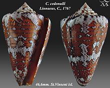 Conus cedonulli httpsuploadwikimediaorgwikipediacommonsthu