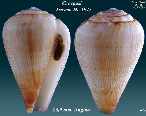 Conus cepasi