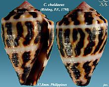 Conus chaldaeus httpsuploadwikimediaorgwikipediacommonsthu