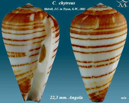 Conus chytreus