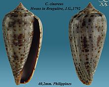 Conus cinereus httpsuploadwikimediaorgwikipediacommonsthu