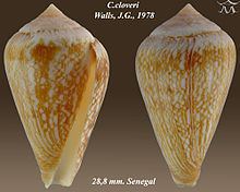 Conus cloveri httpsuploadwikimediaorgwikipediacommonsthu
