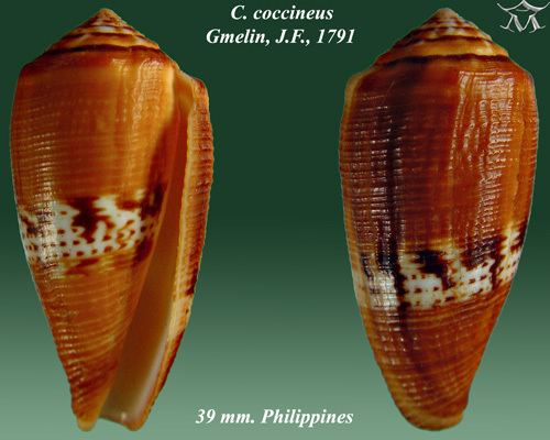 Conus coccineus