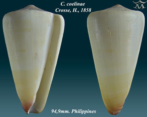 Conus coelinae