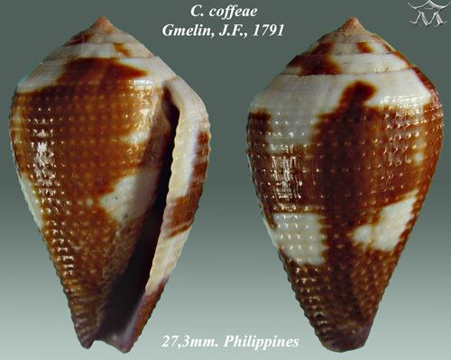 Conus coffeae