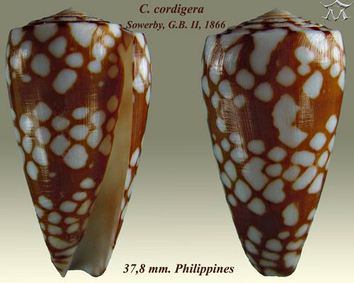 Conus cordigera