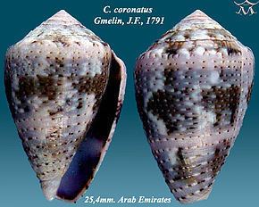 Conus coronatus httpsuploadwikimediaorgwikipediacommonsthu