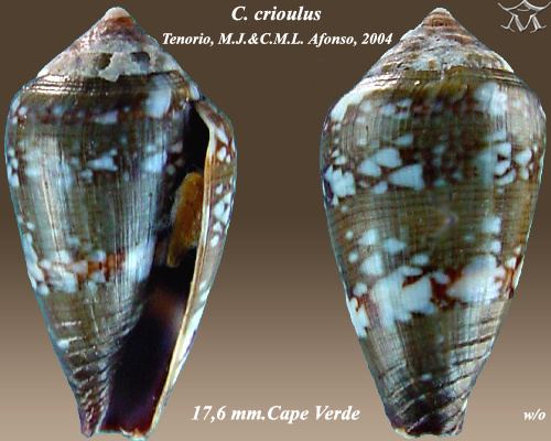 Conus crioulus
