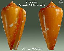 Conus crocatus httpsuploadwikimediaorgwikipediacommonsthu