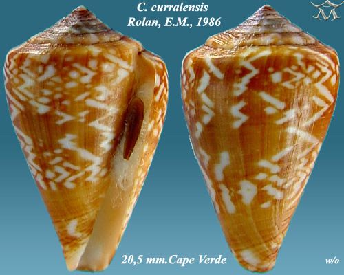 Conus curralensis