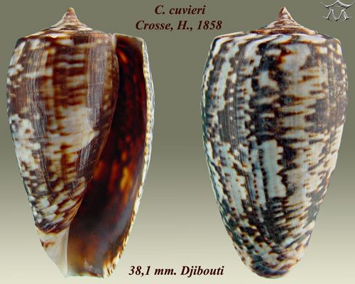 Conus cuvieri
