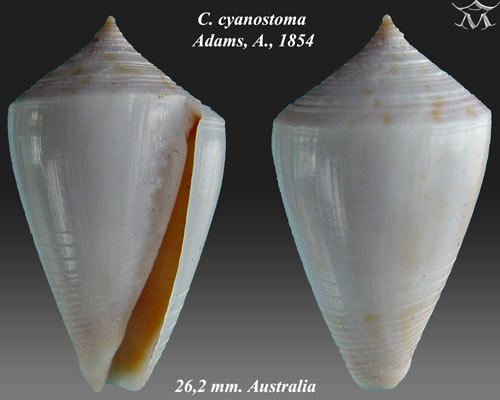Conus cyanostoma