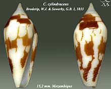 Conus cylindraceus httpsuploadwikimediaorgwikipediacommonsthu