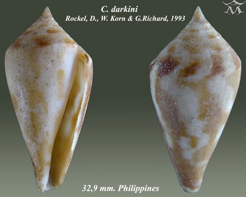 Conus darkini