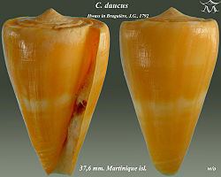 Conus daucus httpsuploadwikimediaorgwikipediacommonsthu