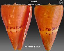 Conus daucus riosi httpsuploadwikimediaorgwikipediacommonsthu