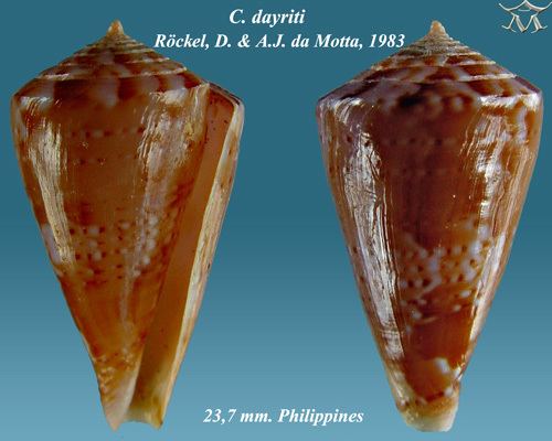 Conus dayriti
