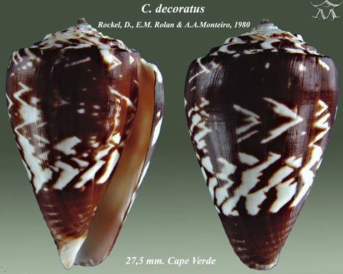 Conus decoratus