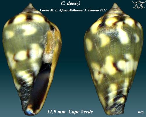 Conus denizi