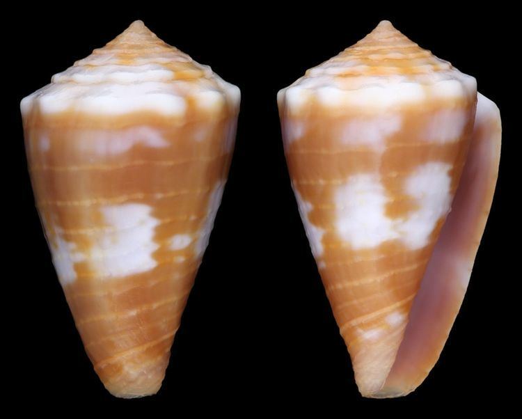 Conus dianthus