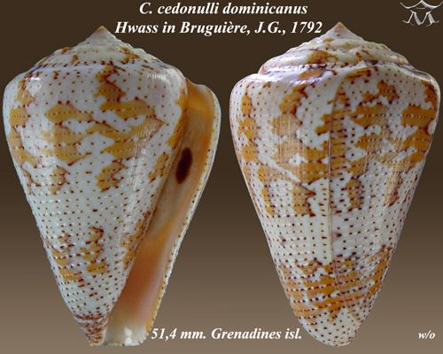Conus dominicanus